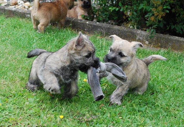 Fynn als Welpe 081.jpg